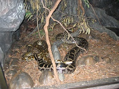 CairnsTC201 Cairns Tropical Zoo